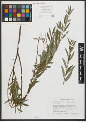 Foto von Salix repens subsp. rosmarinifolia (L.) Andersson